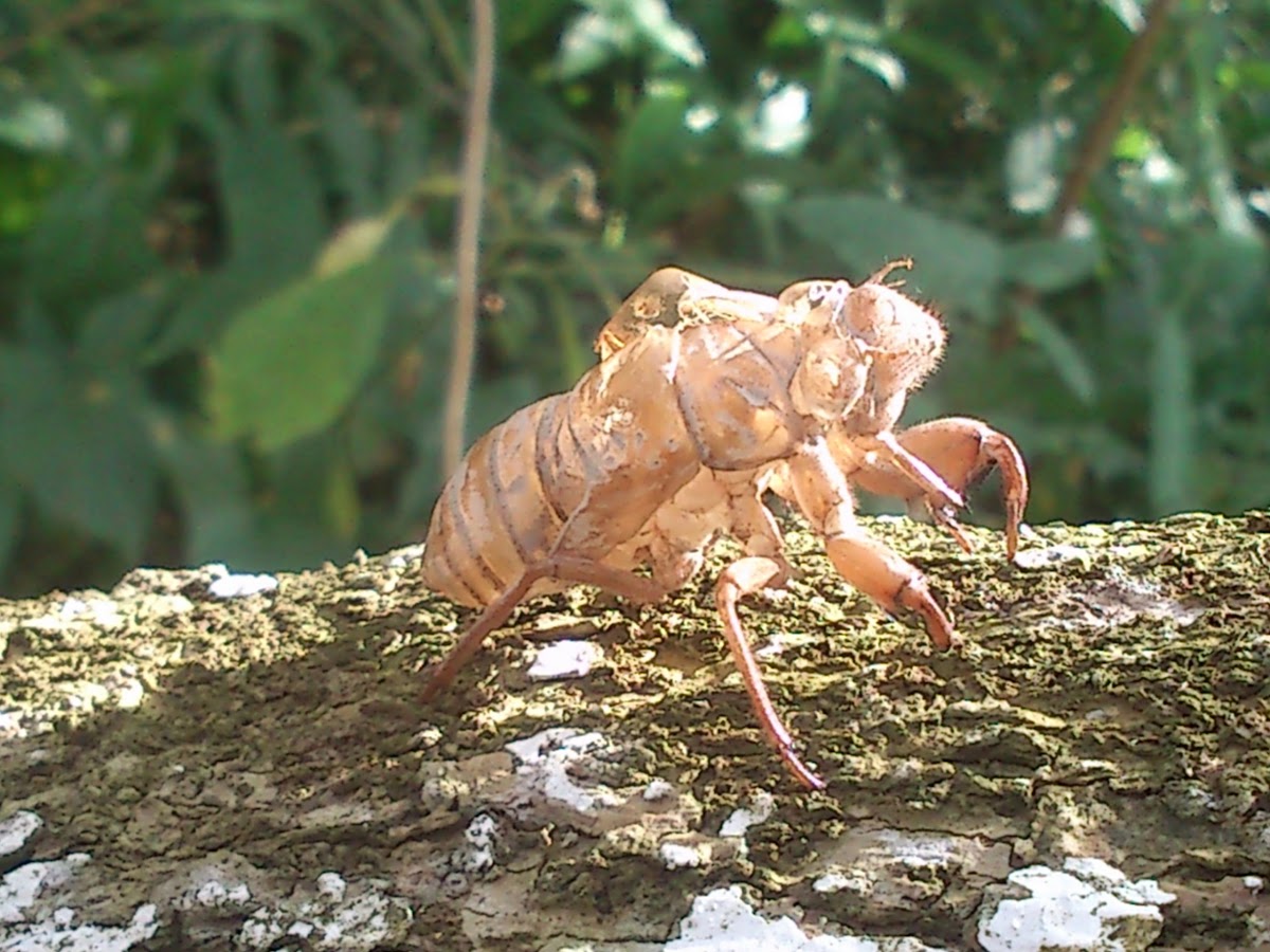 Cicade skin