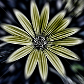 Yellow Blooms by Carey Carter - Instagram & Mobile Other