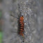Wasp Moth Caterpillar