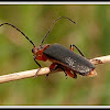 Leather-winged Beetle