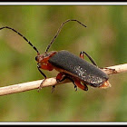Leather-winged Beetle