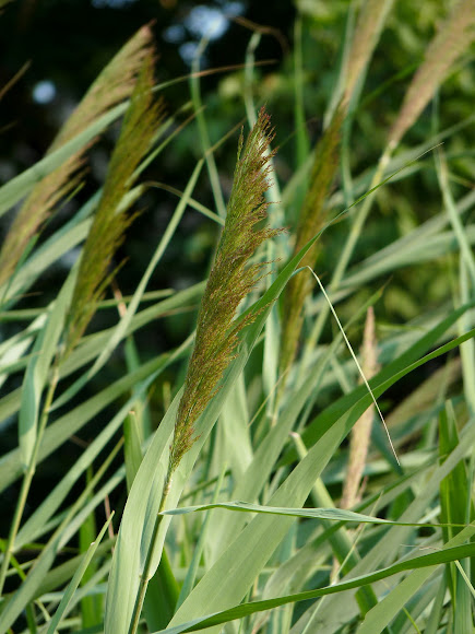 Common Reed | Project Noah