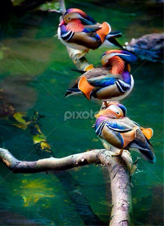 Rare Colorful Birds | Birds | Animals | Pixoto