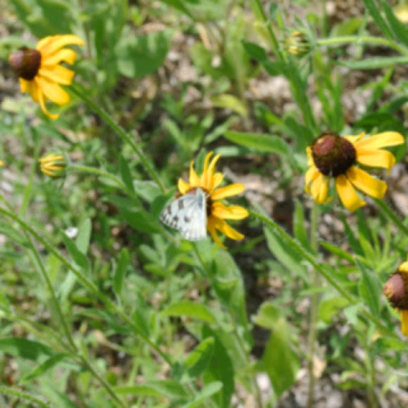 Checkered White Southern Cabbage Butterfly Project Noah