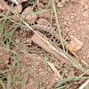 Desert centipede