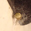 White Orb weaver Spider