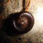 Millipede