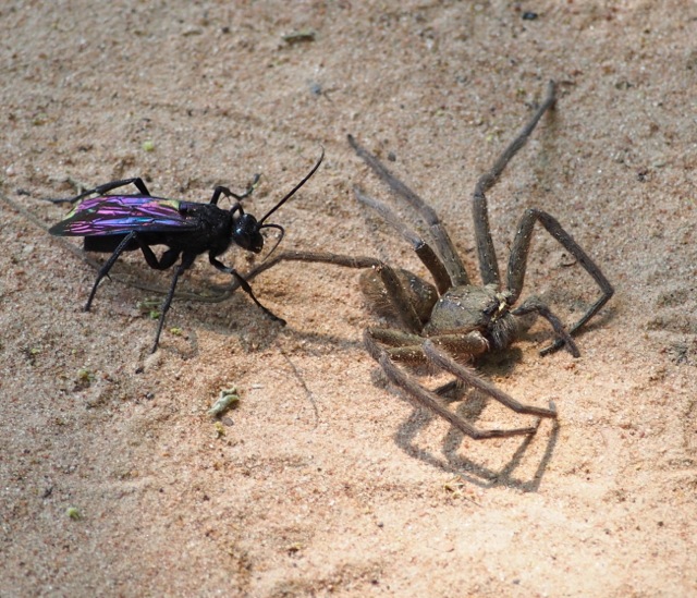 Tarantula hawk