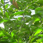 Batik Golden Orb Web Spider