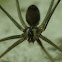 Chibchea Spider