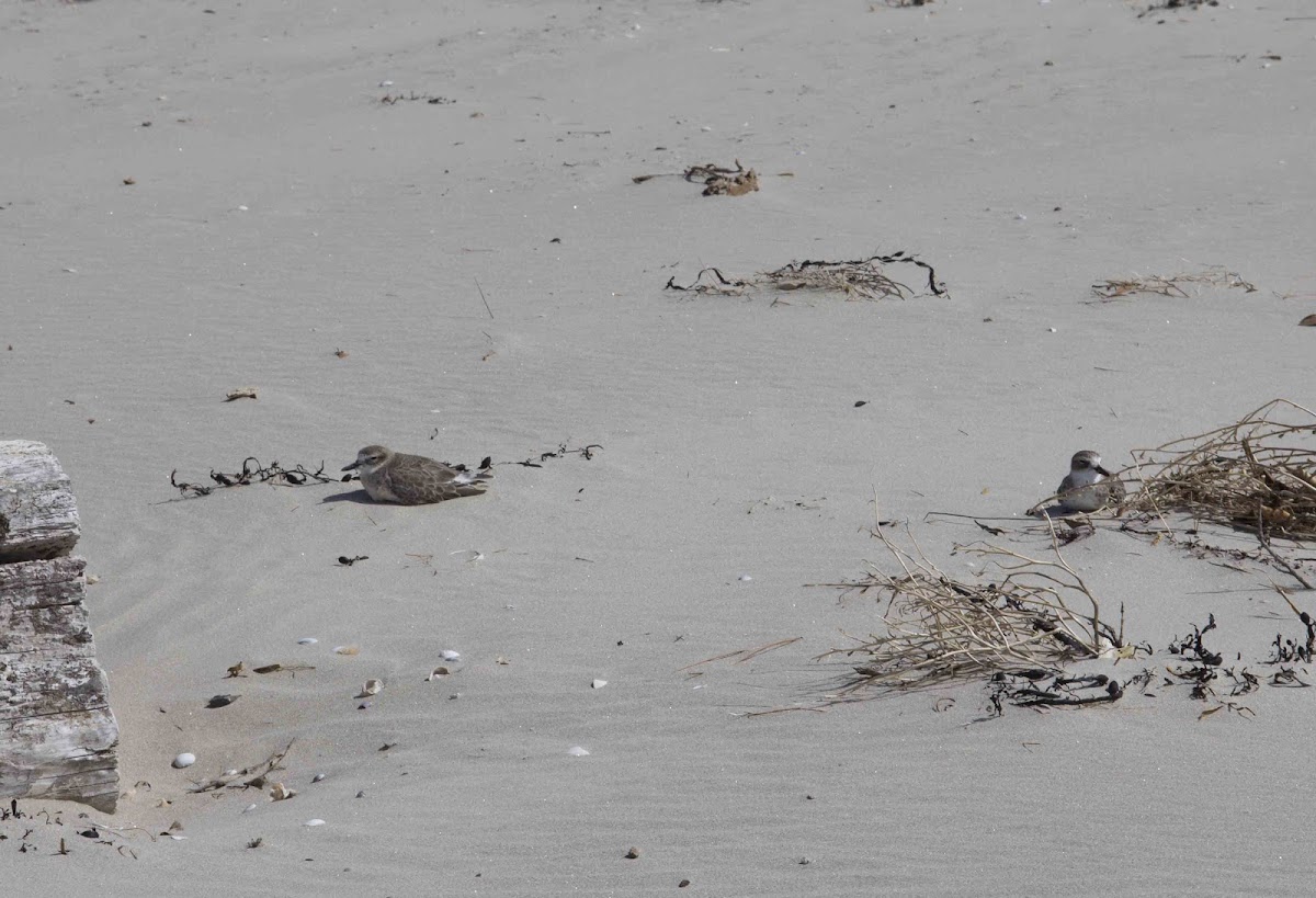 New Zealand Plover or Dotterel (Endangered)