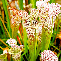 North American pitcher plants