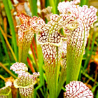 North American pitcher plants