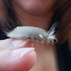 Banded Tussock Moth caterpillar