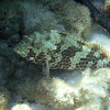 Honeycomb grouper, aka Honeycomb cod