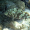 Honeycomb grouper, aka Honeycomb cod
