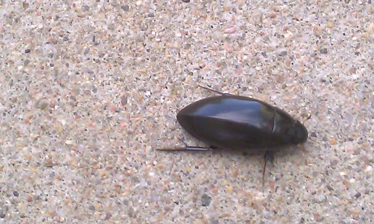 Giant Water Scavenger Beetle