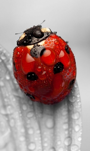 免費下載個人化APP|Ladybug Live Wallpaper app開箱文|APP開箱王