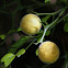 Trifoliate orange