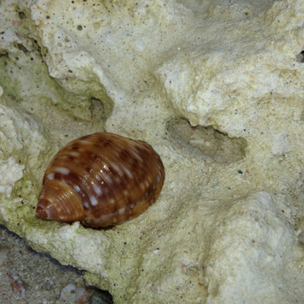 Caracol | Project Noah