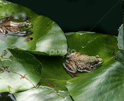 2 frogs by John Forrant - Animals Amphibians