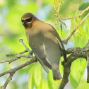 Cedar Waxwing