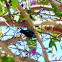 Purple Sunbird