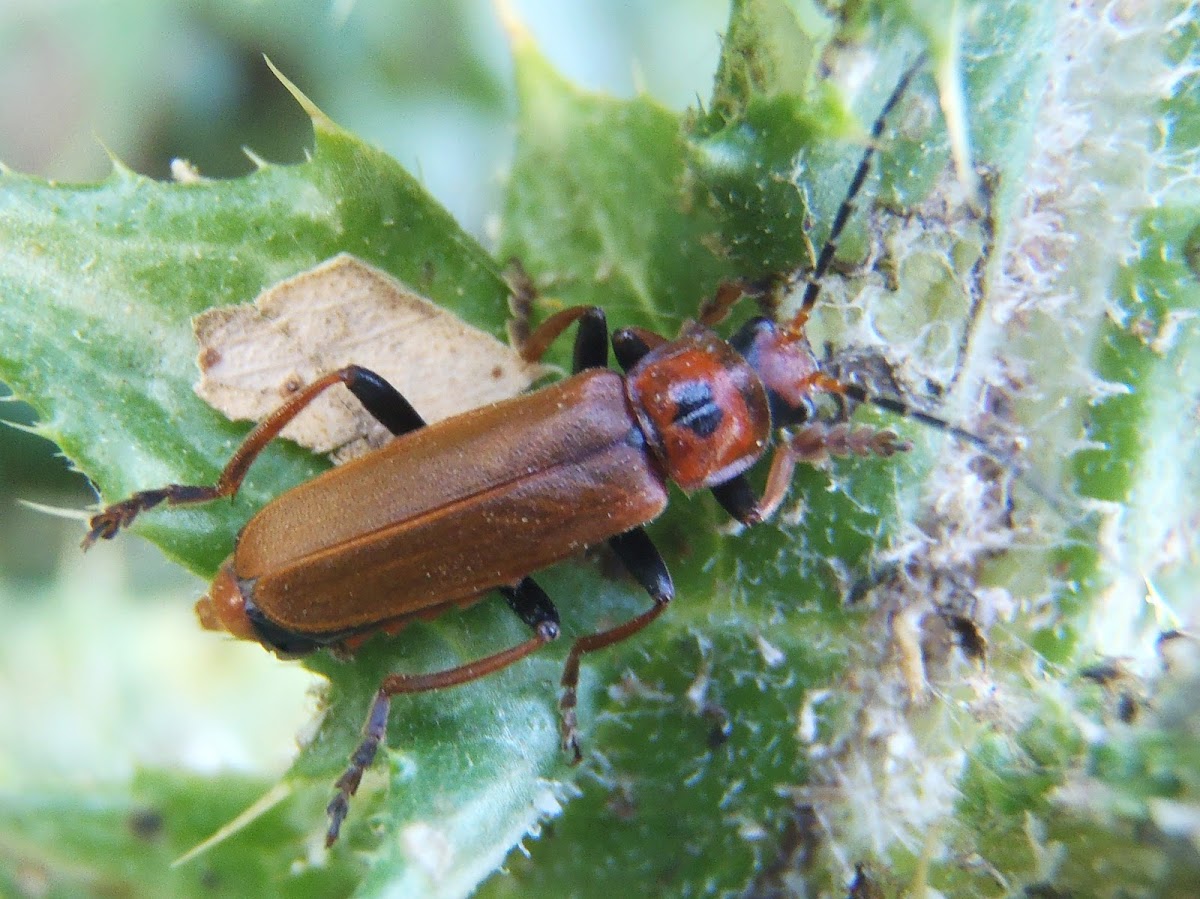 Beetle. Escarabajo
