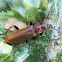 Beetle. Escarabajo