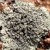 Mountain Lichen