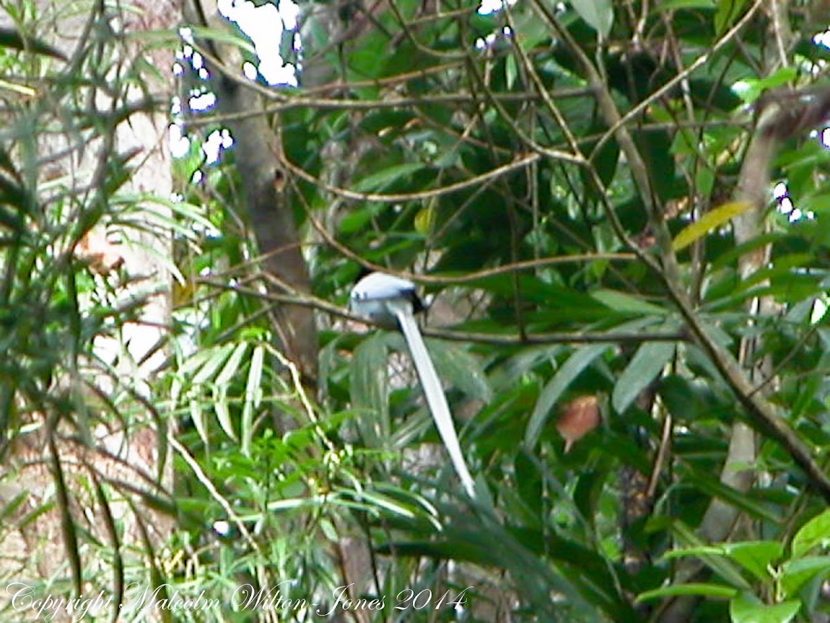 Asian Paradise-flycatcher