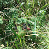 Blackberry brambles