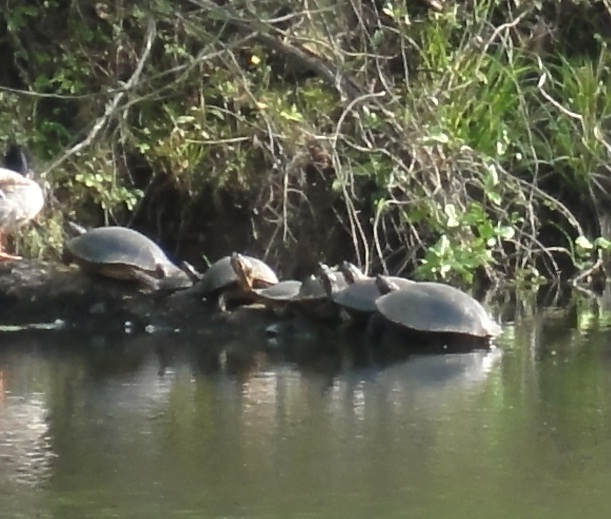 River Cooters