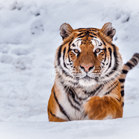 First snow... by Iosif Vajnar - Animals Lions, Tigers & Big Cats
