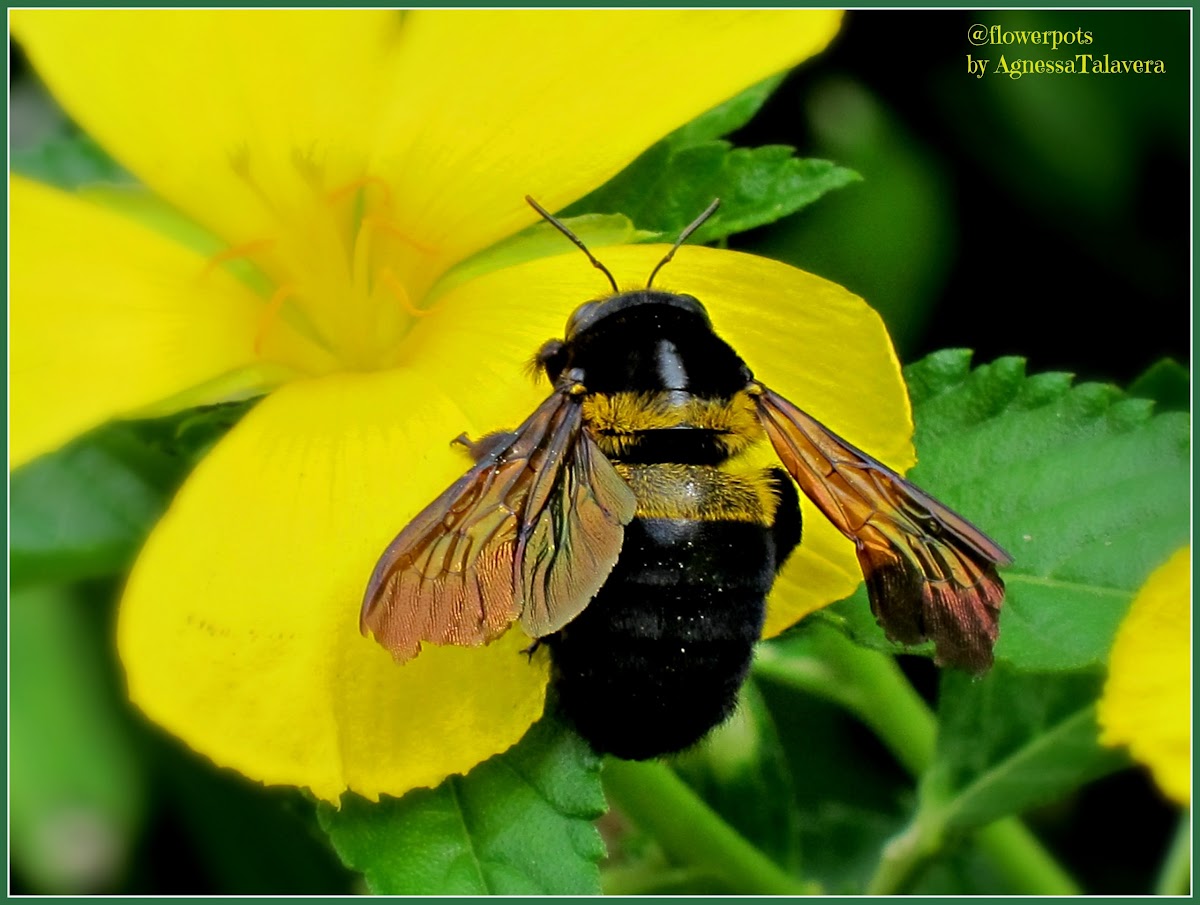 Yellow-banded Carpenter Bee