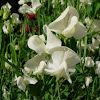 Lathyrus odoratus (Guisante de olor. Sweet pea)