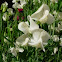 Lathyrus odoratus (Guisante de olor. Sweet pea)