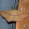 Chickweed geometer moth (male)