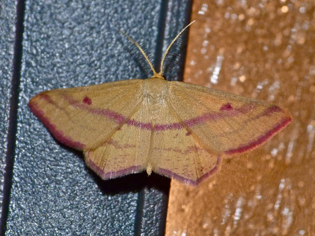Chickweed geometer moth (male)