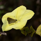 Yellow Morning Glory