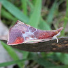 Snout moth