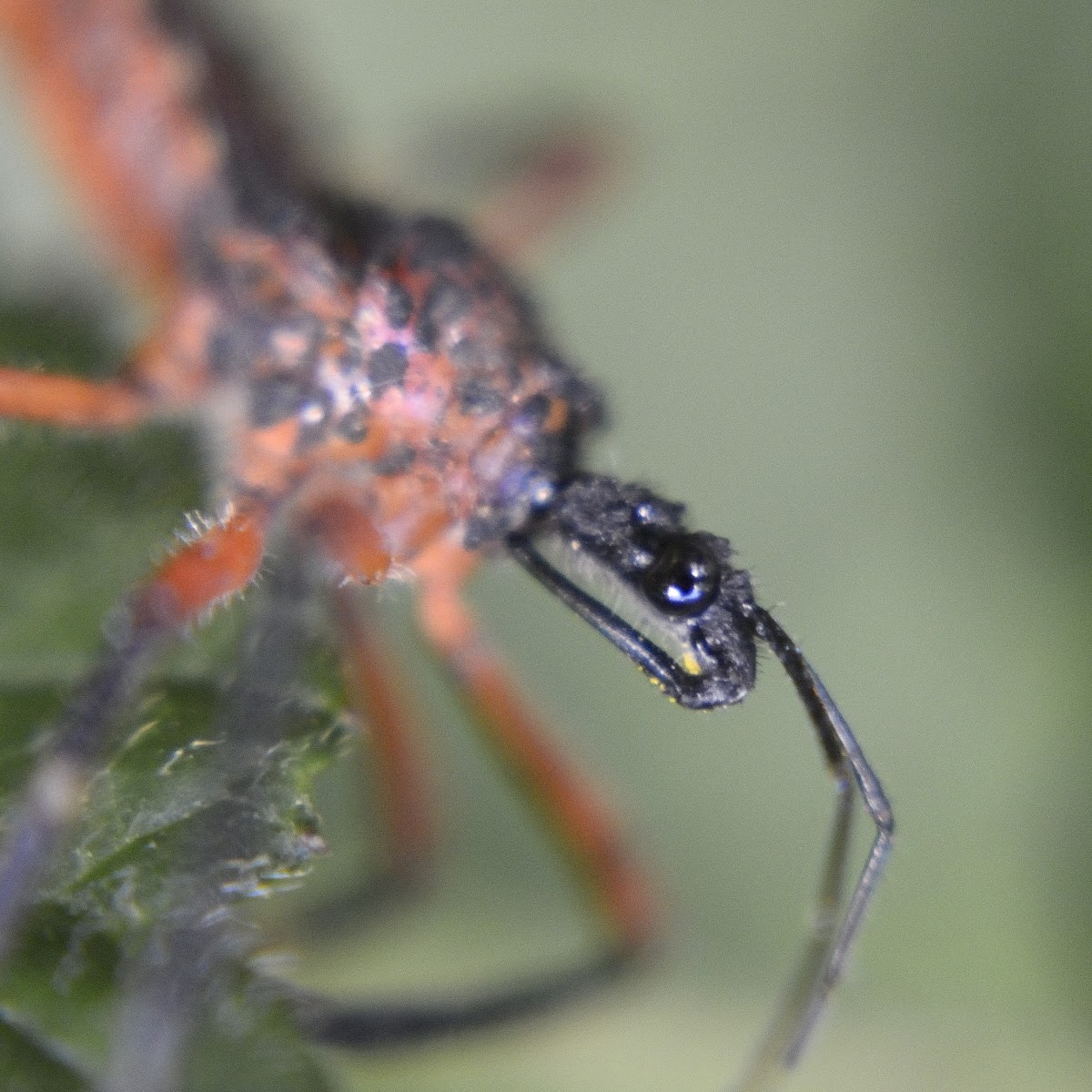 Assassin Bug, Resin Bug