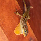 Dominican Anole