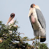 Maribou stork