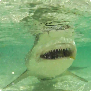 Sharks Live Wallpaper HD 2 logo
