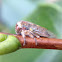 Oak treehopper