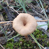 Omphalina mushroom