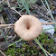 Omphalina mushroom