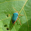 Turkoise Stink Bug