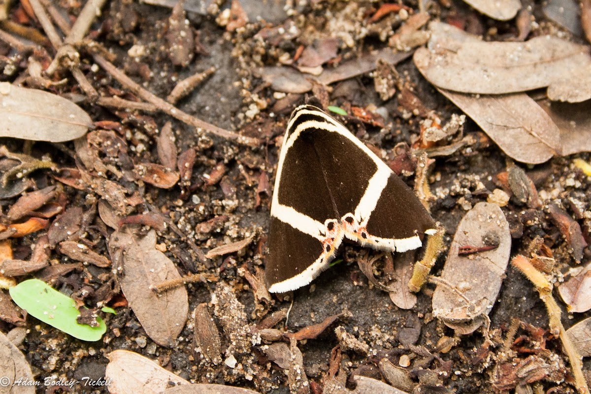 Colbusa moth
